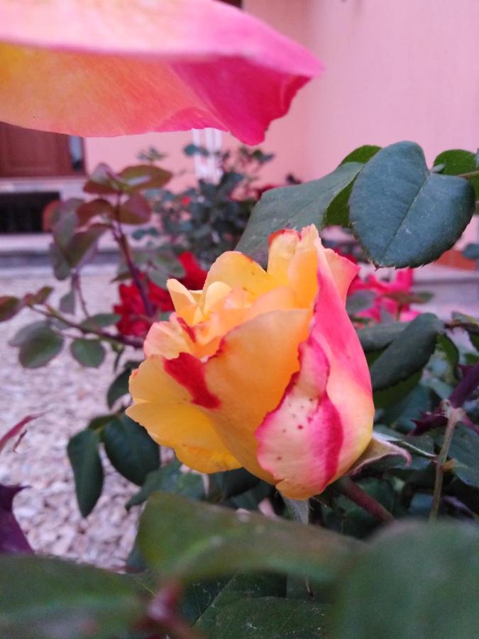 Bed and Breakfast The Roses Garden Ла-Маддалена Экстерьер фото
