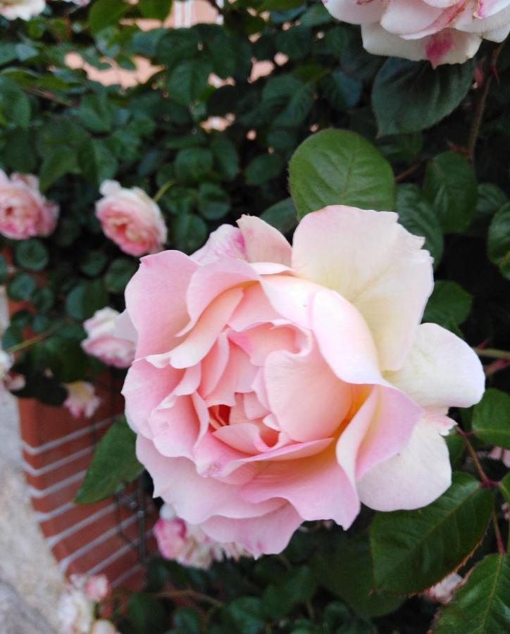 Bed and Breakfast The Roses Garden Ла-Маддалена Экстерьер фото