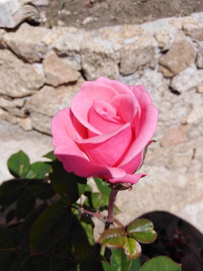 Bed and Breakfast The Roses Garden Ла-Маддалена Экстерьер фото